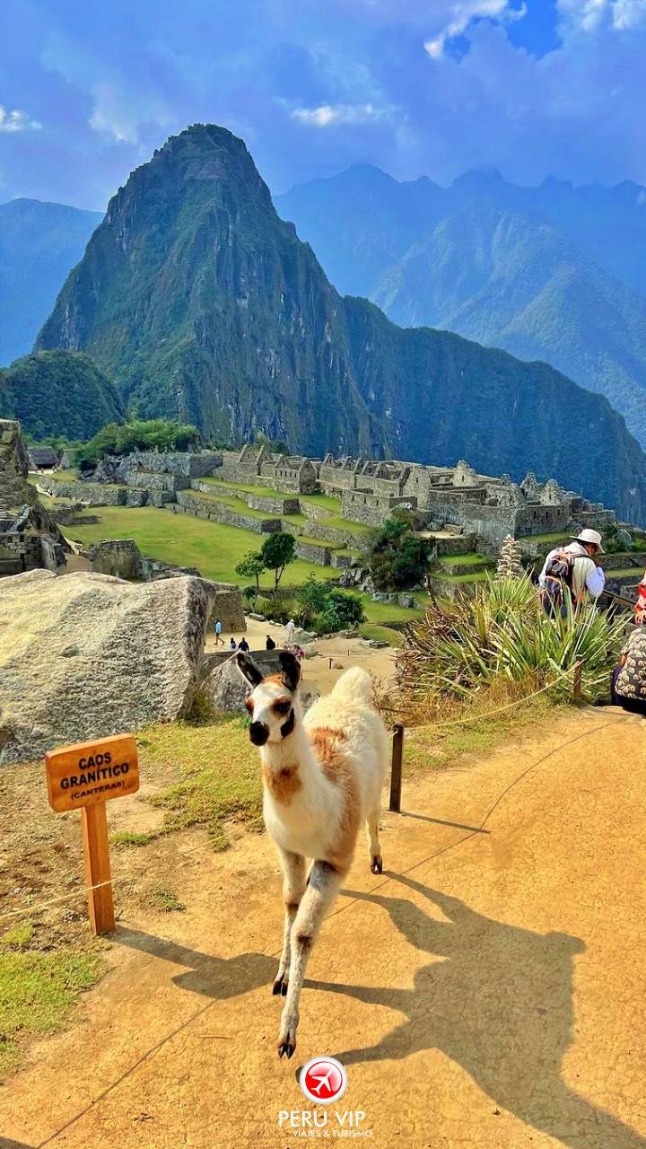 tren-vistadome-tour-machu-picchu-peru-vip-16