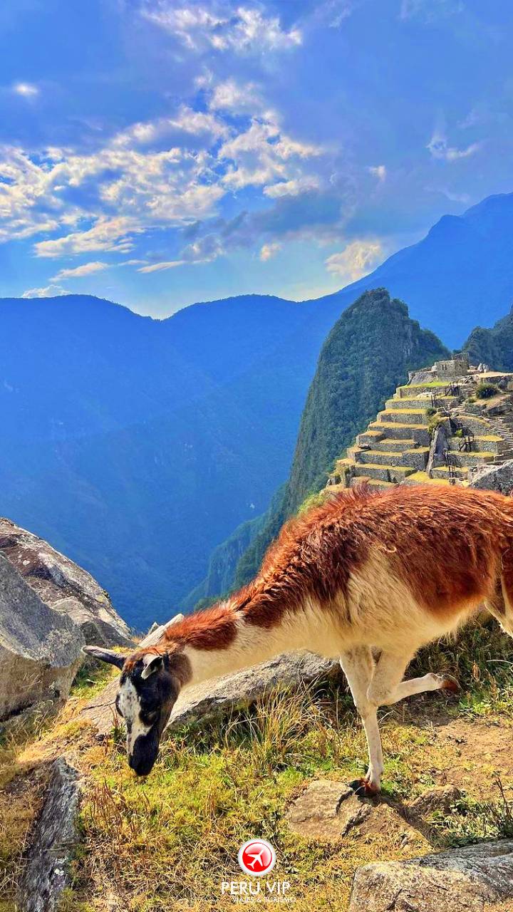 tren-vistadome-tour-machu-picchu-peru-vip-17