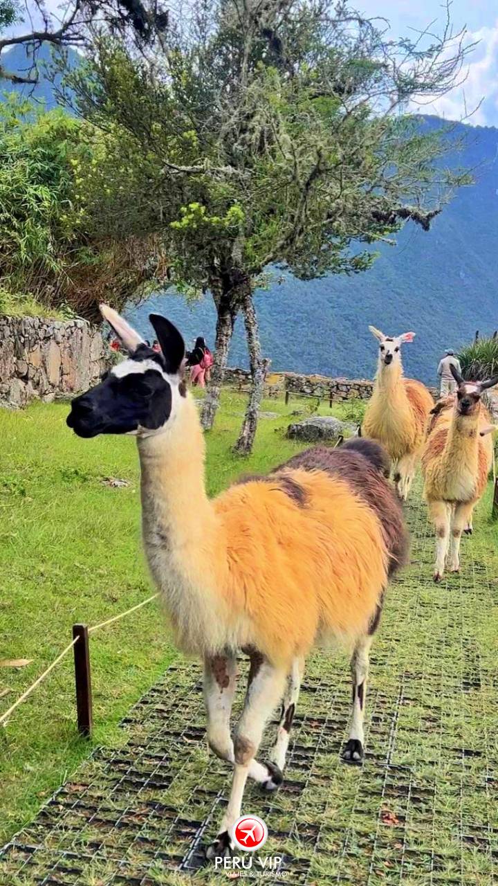 tren-vistadome-tour-machu-picchu-peru-vip-37