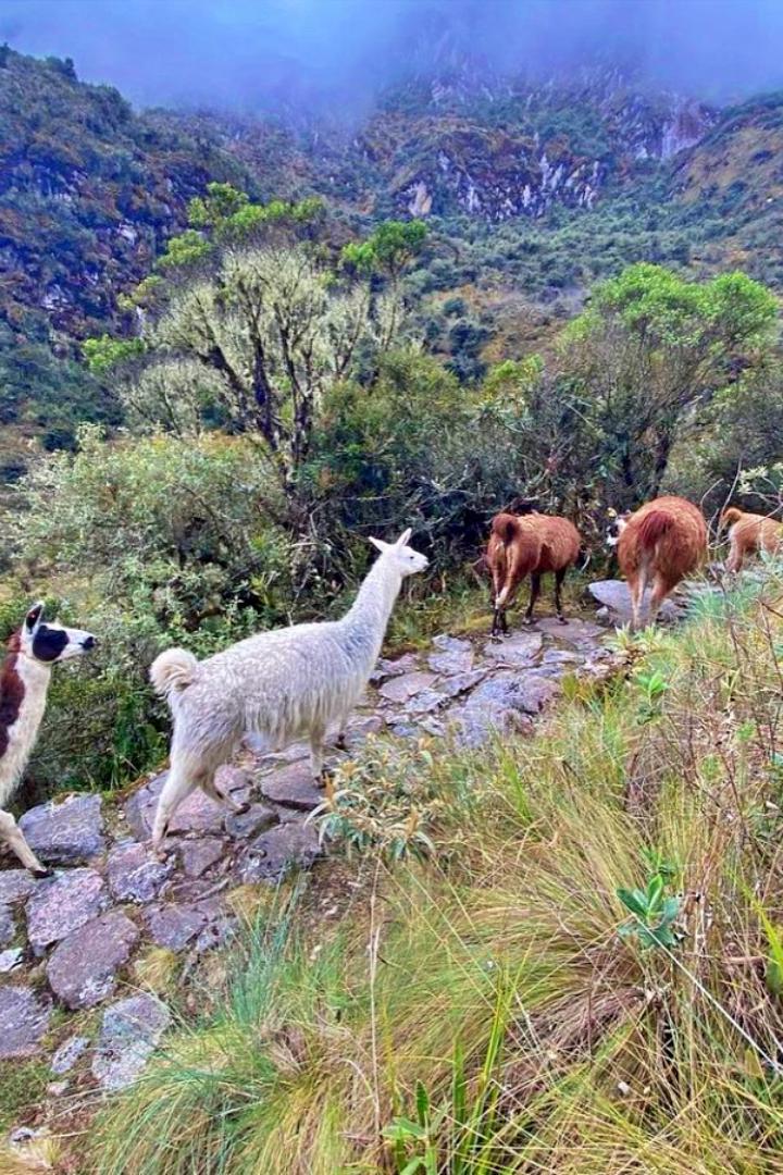 inca-trail-machu -picchu-peru-vip-22