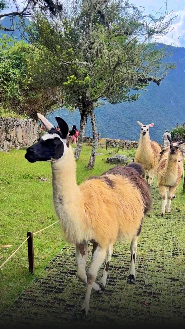 tour-machu-picchu-peru-vip-18