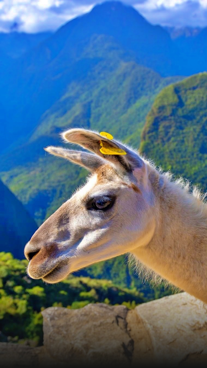 tour-machu-picchu-peru-vip-35