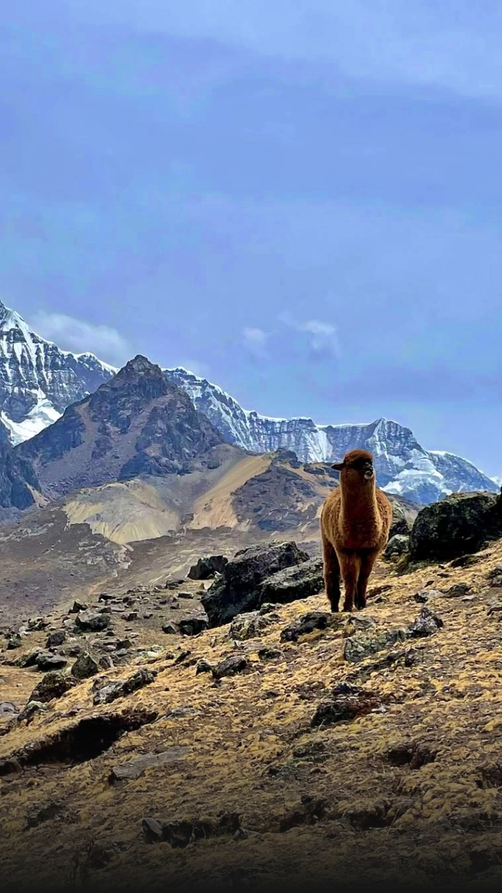 7-Lagunas-ausangate-tour-peru-vip-3
