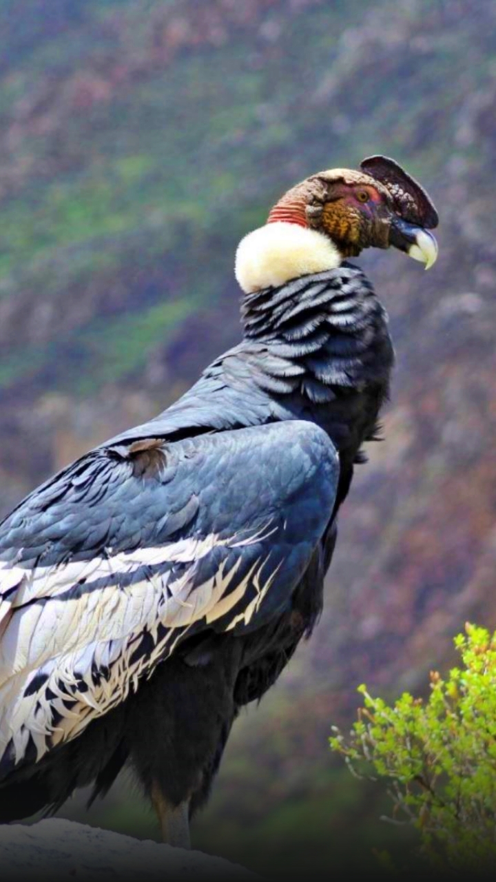 mirador-de-condores-chonta-tour-peru-vip-3