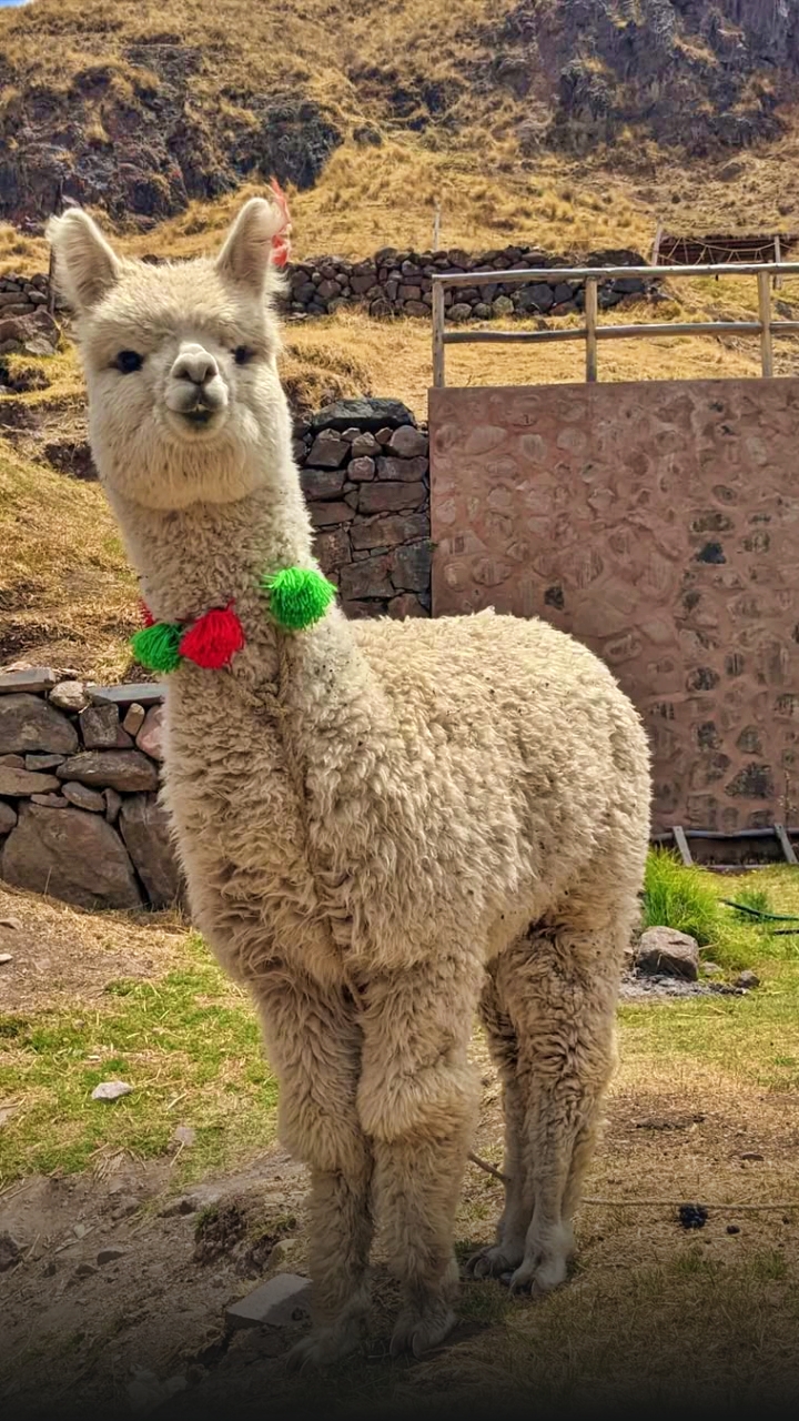queswachaca-tour-peru-vip-17